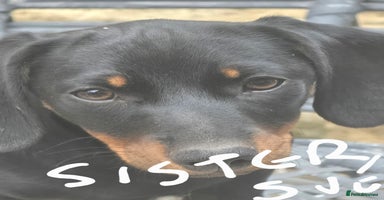 Dachshund dogs - Advert 11