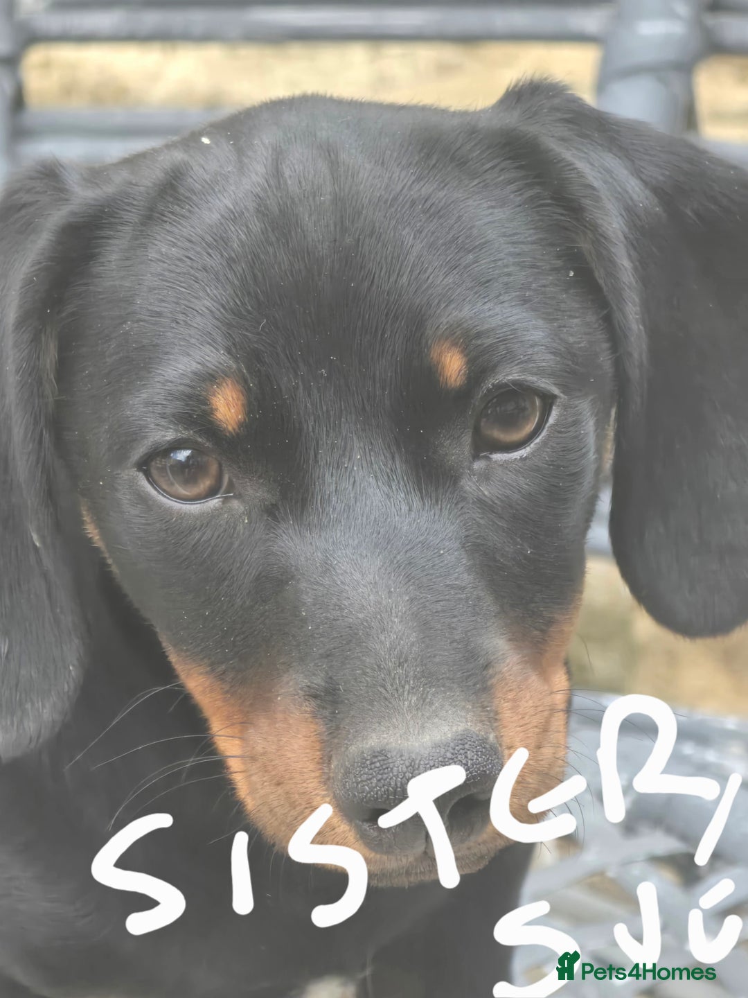 Dachshund dogs for sale: Dauchund puppies - Image 3