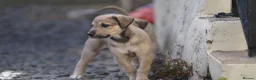 Lurcher dogs for sale: Suki x Charlie - Saluki, Collie, Bull, Grey - Advert 3