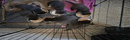 Mixed Breed cats for sale: Kittens for Sale in Bridlington - Advert 18