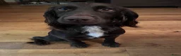 Sprocker dogs for sale: Sprocker Puppies - 4th generation.  - Advert 5