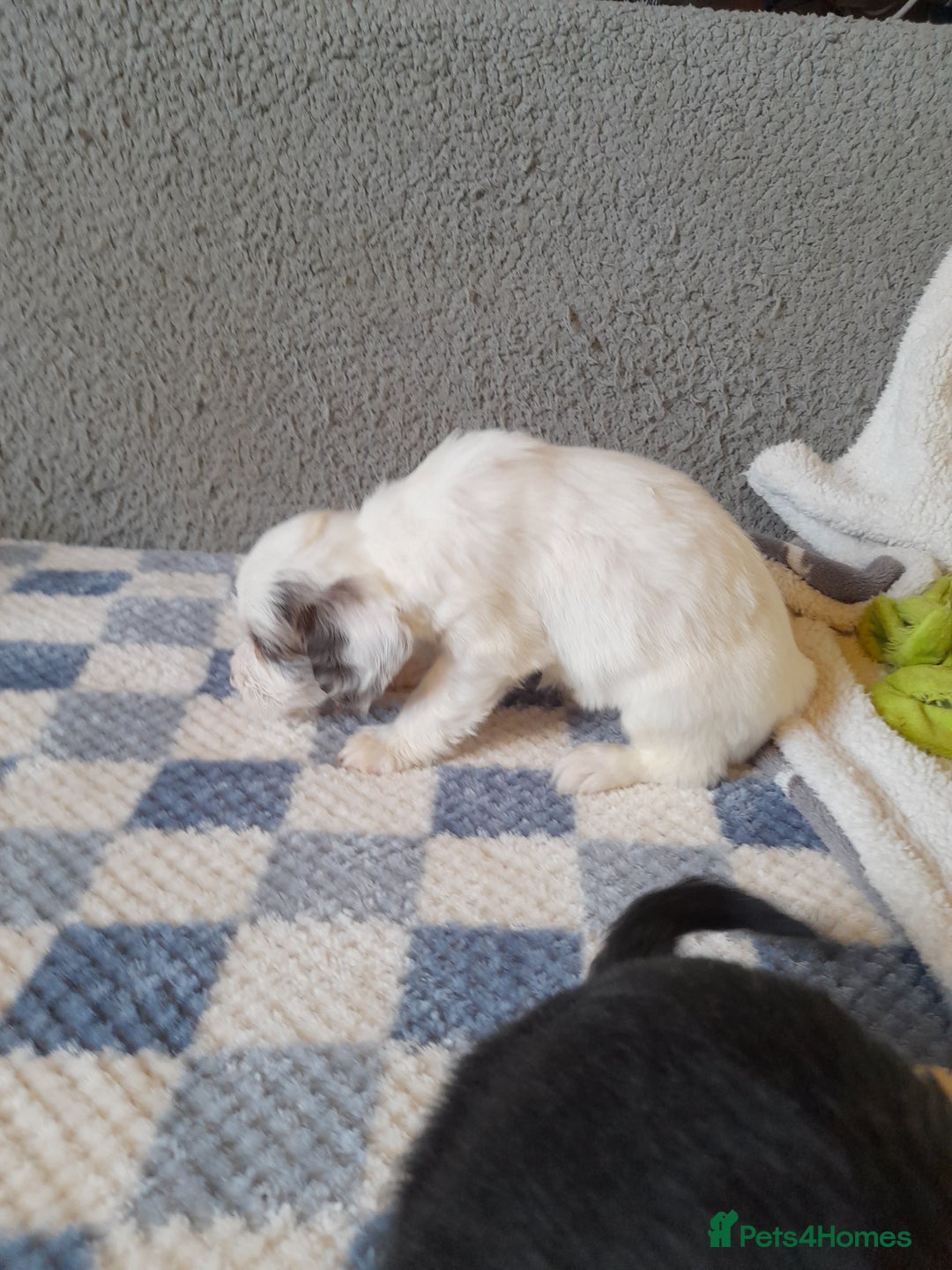 Sproodle dogs for sale: Gorgeous Sproodle pups. - Advert 17