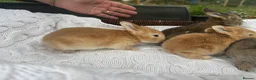 Mixed Breed rabbits for sale: 5 beautiful French lop x mini lops  - Advert 5