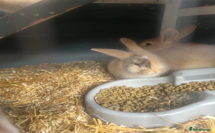 French Lop rabbits - Advert 1