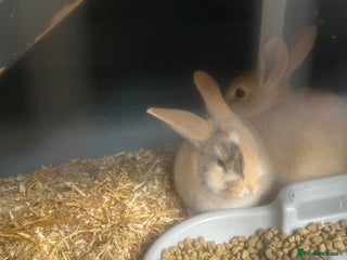 French Lop rabbits for sale - Advert 1