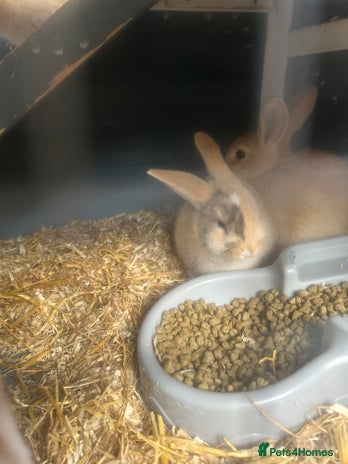 French Lop rabbits - Advert 1