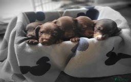 Mixed Breed dogs for sale: Dachschund x doxipoo puppies - Image 2
