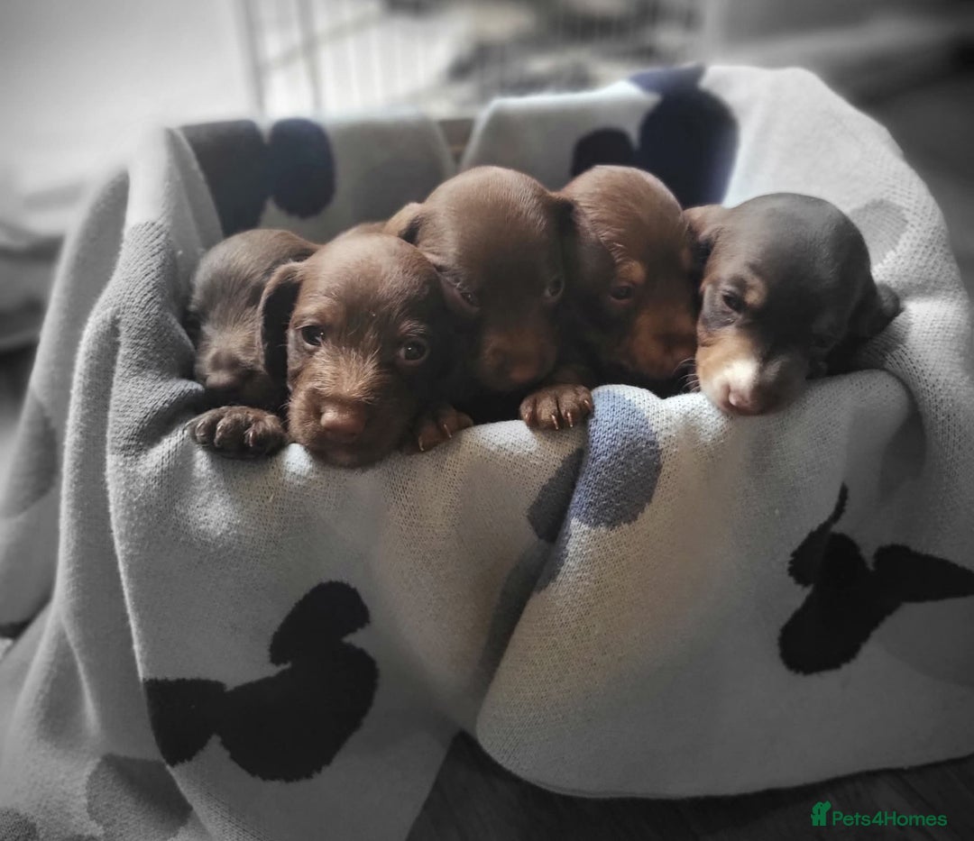 Mixed Breed dogs for sale: Dachschund x doxipoo puppies - Image 2
