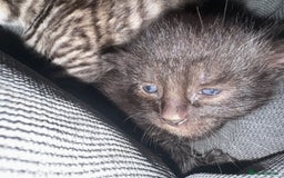 British Shorthair cats for sale: Kittens  - Advert 5