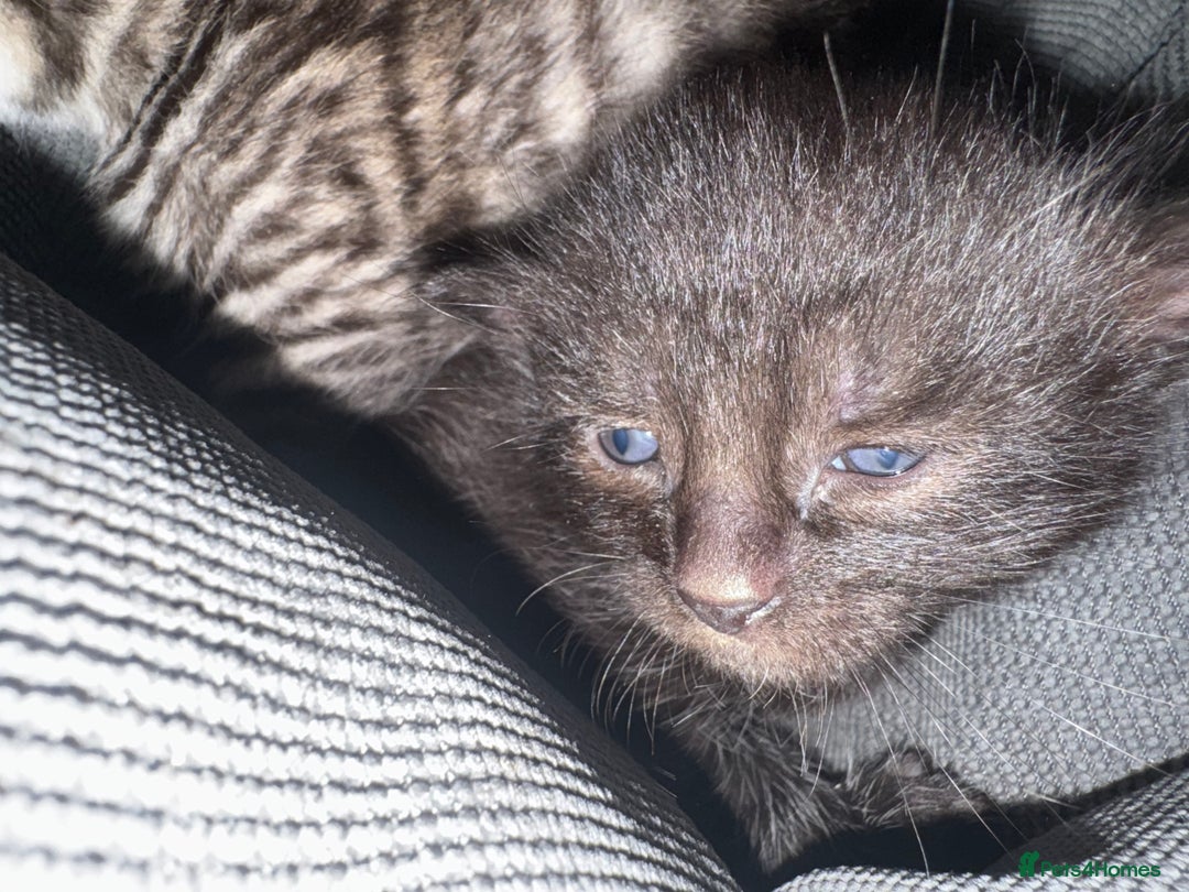 British Shorthair cats for sale: Kittens  - Advert 5