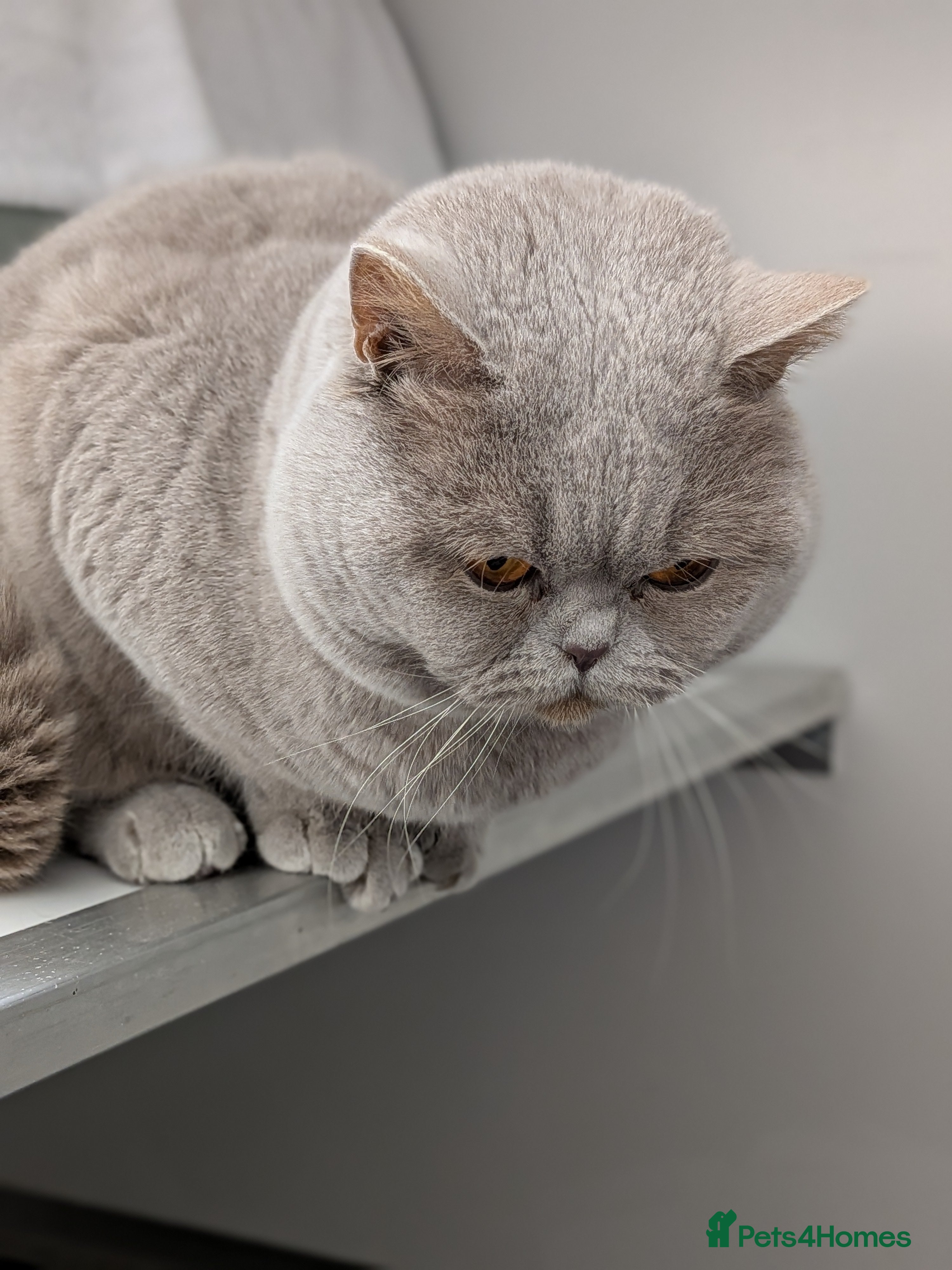 British Shorthair cats Champion GCCF/Tica British Shorthair stud in Derby - Advert 9