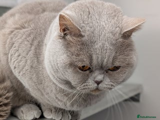 British Shorthair cats Champion GCCF/Tica British Shorthair stud in Derby - Advert 6