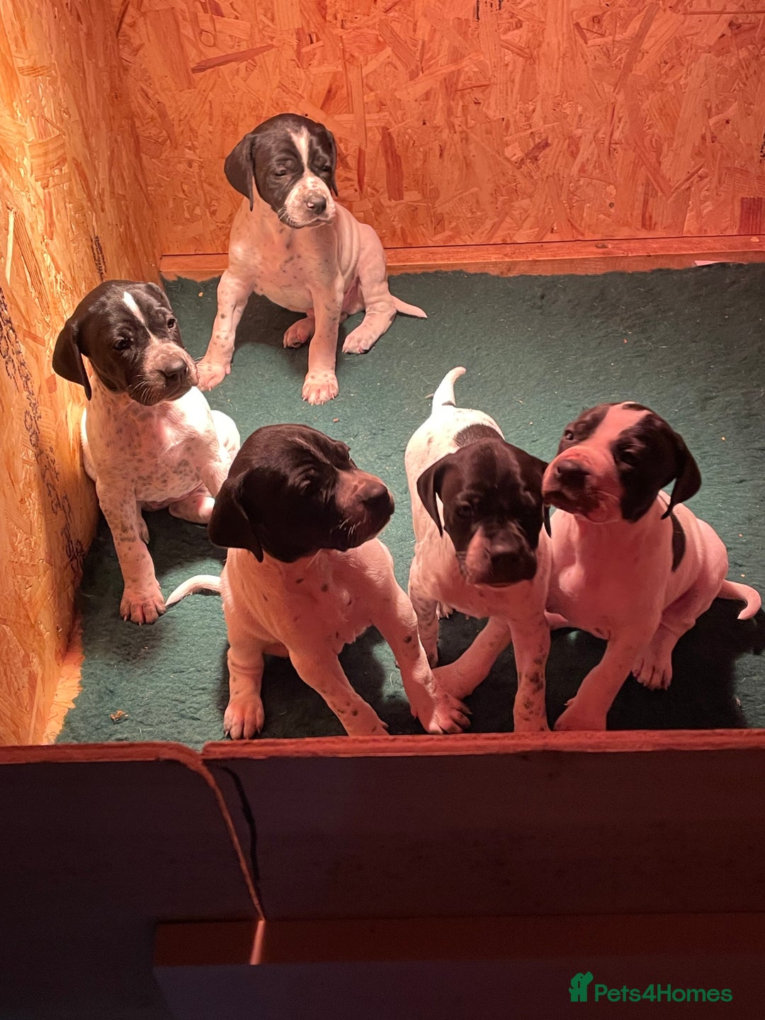 Pointer dogs for sale: Pointer Puppies for sale  - Advert 2