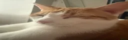 American Shorthair cats for sale: Lovely orange and white boy cats - Advert 8