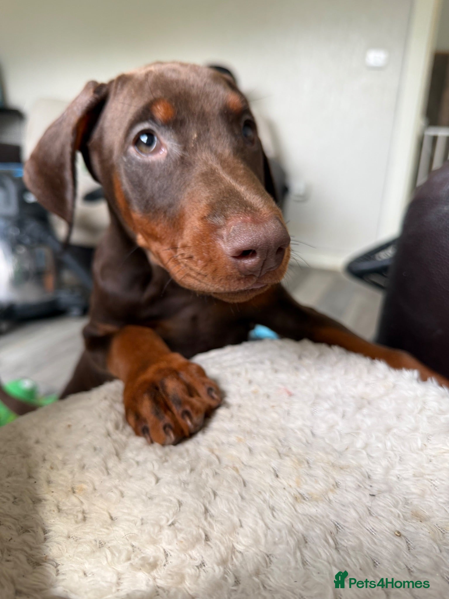 Dobermann dogs Reduced ❌ ready now  - Advert 5