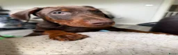 Dobermann dogs for sale: Reduced ❌ ready now  - Advert 1
