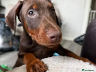 Dobermann dogs Reduced ❌ ready now - Advert 5