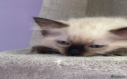 Ragdoll cats for sale: Exquisite 6th Generation PUREBREED Ragdoll Kittens - Image 5