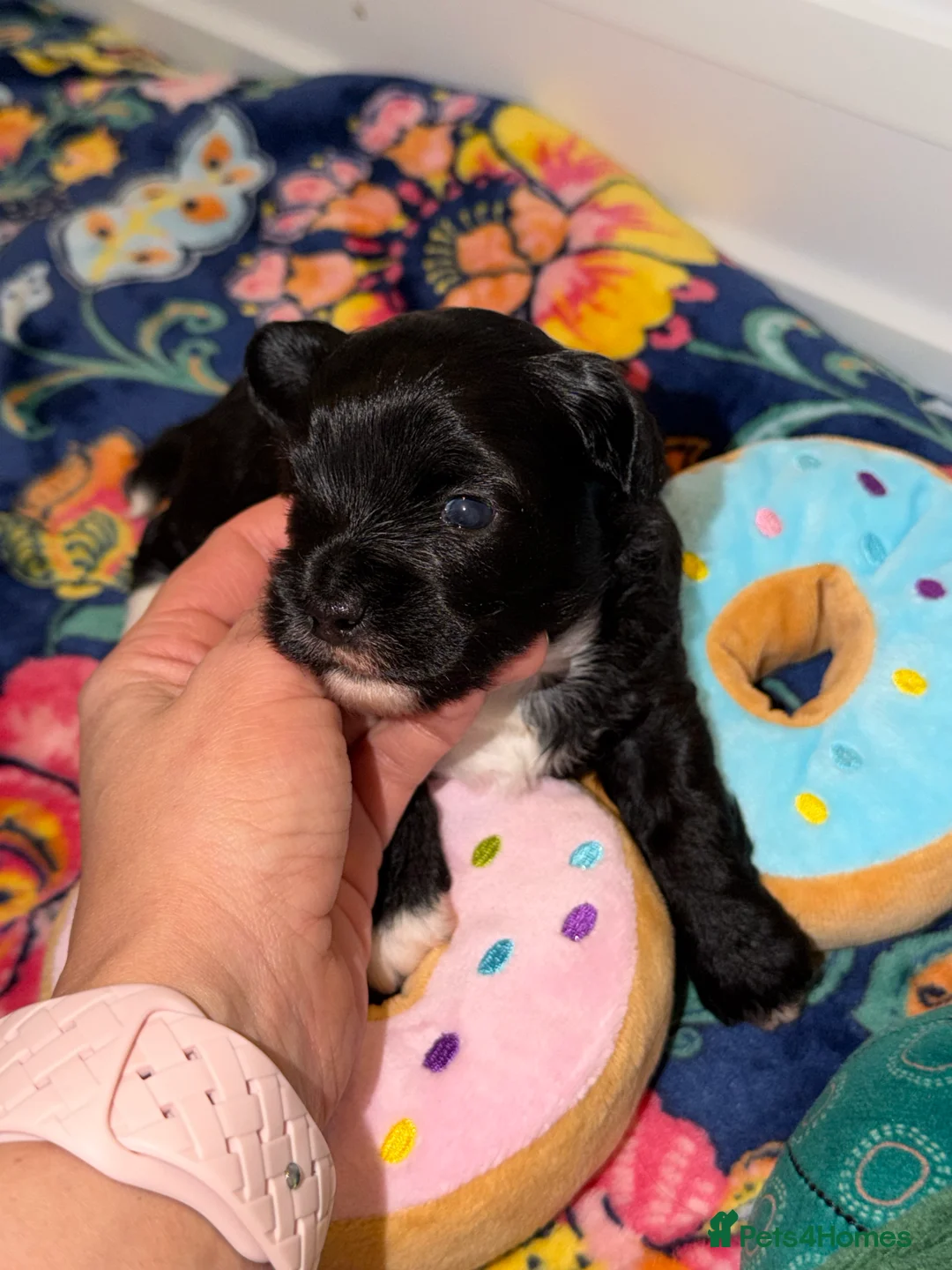 Maltipoo dogs for sale: Gorgeous rare colour maltipoo puppies  - Advert 9