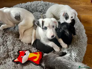 Mixed Breed dogs Whippet x Poodle READY NOW - Advert 1