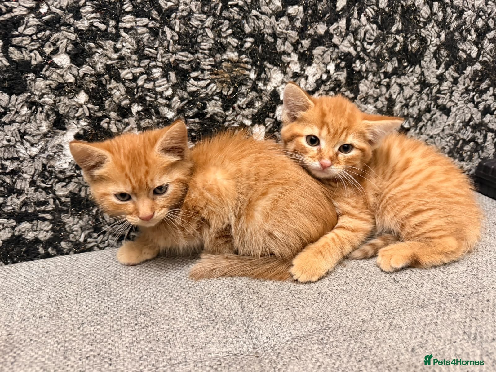 Mixed Breed cats 2 GORGEOUS GINGER KITTENS - Advert 17