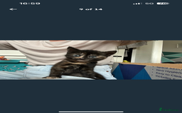 Mixed Breed cats for sale: 2 fluffy girls left out of litter of 5 - Image 4