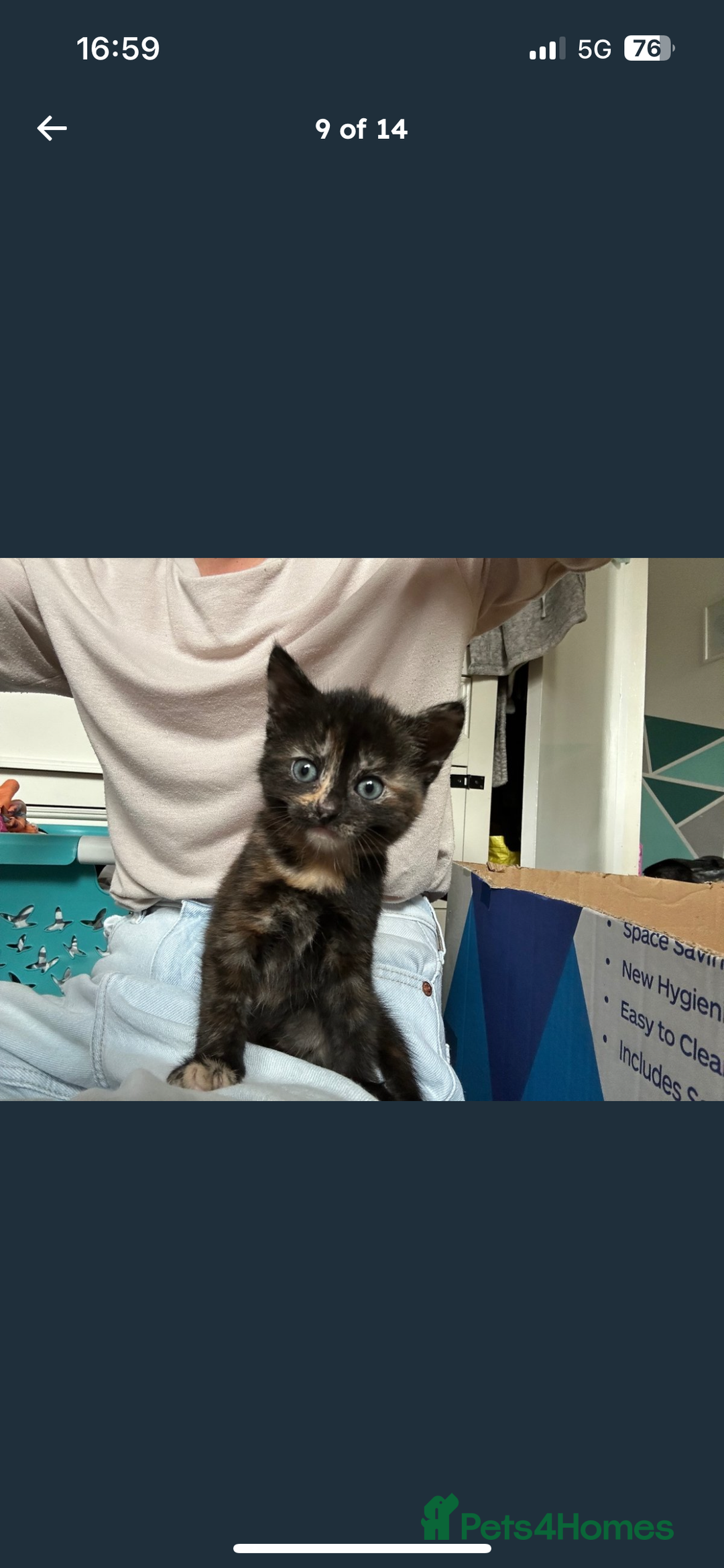Mixed Breed cats for sale: 2 fluffy girls left out of litter of 5 - Image 4