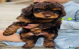 Cockapoo dogs for sale: Exceptional F2 cockapoo puppies available - Image 3