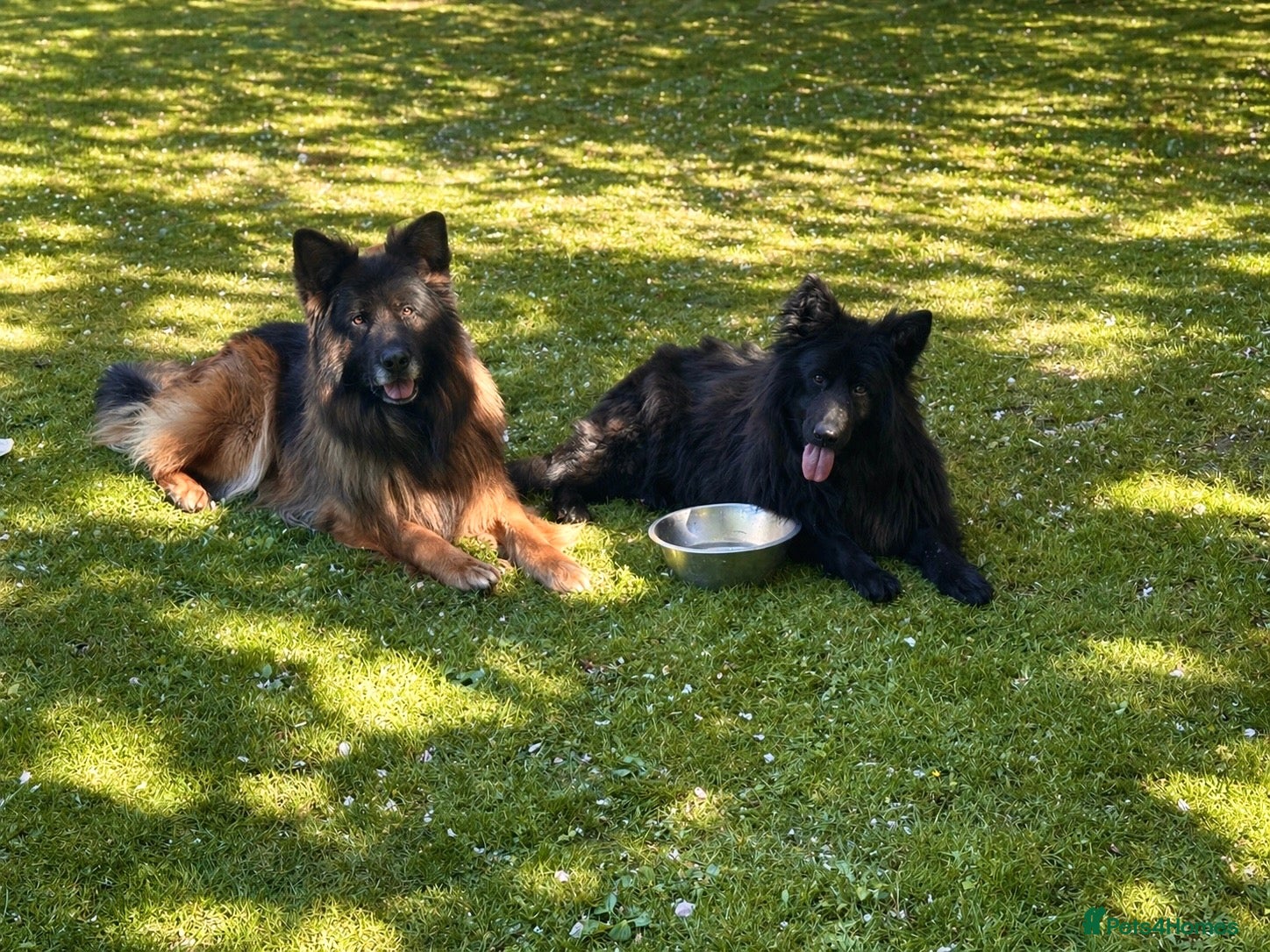 German Shepherd dogs BONDED MALE & FEMALE REHOMING  - Advert 1