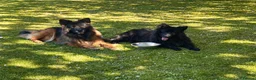 German Shepherd dogs for sale: BONDED MALE & FEMALE REHOMING  - Advert 1