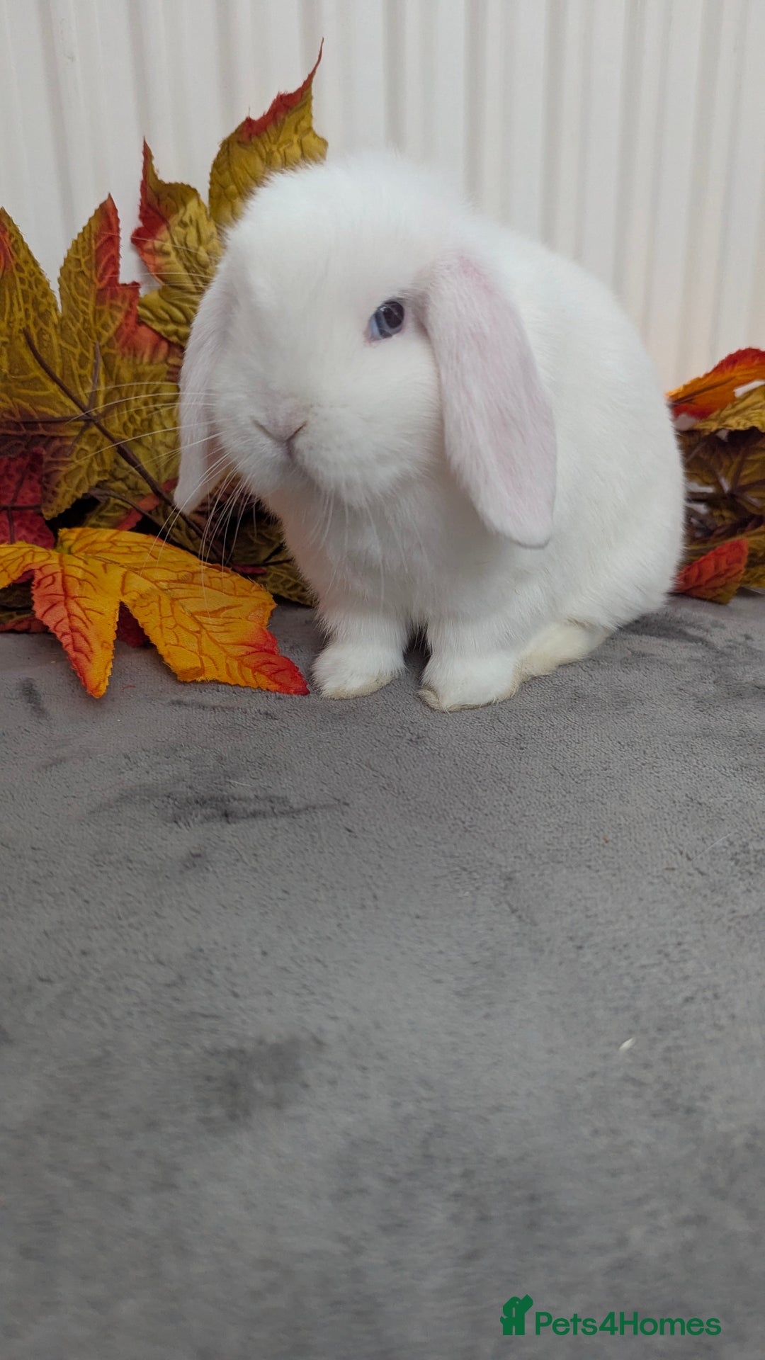 Mini Lop rabbits for sale: Mini lops ready to go now - Image 3
