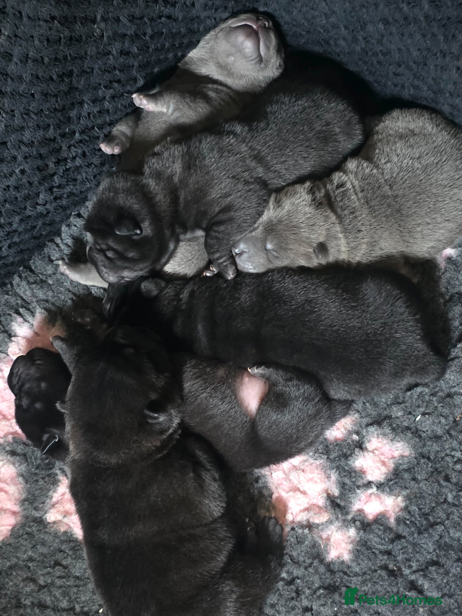 Mixed Breed dogs ChowPei Pups - Advert 5