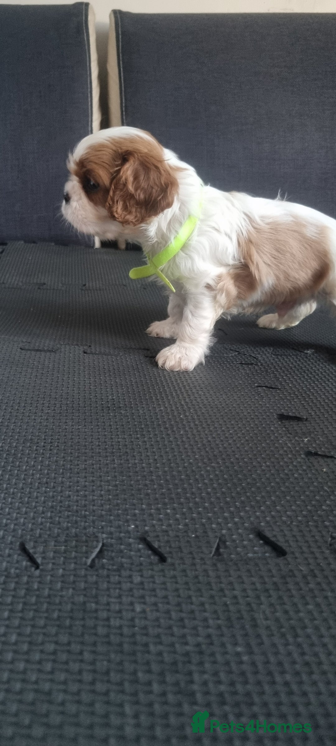 Cavalier King Charles Spaniel dogs for sale: Cavaliers King Charles spaniels - Image 20
