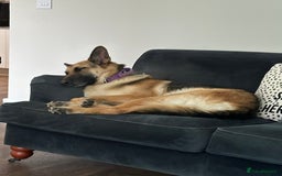 German Shepherd dogs for sale: 2 x German Shepherds for sale - 6 years old - Image 10