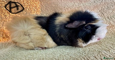 Guinea Pig rodents Various Gorgeous Guinea Pigs Available - Advert 2