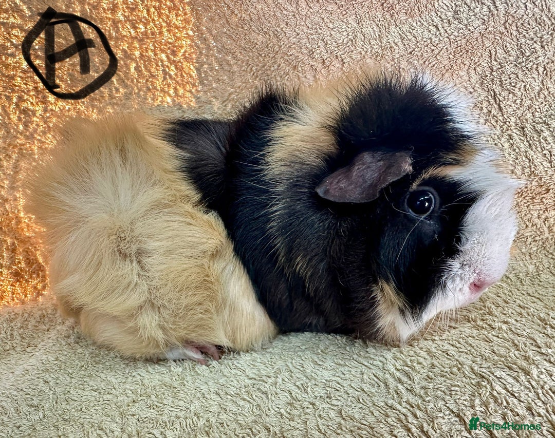 Guinea Pig rodents for sale: Various Gorgeous Guinea Pigs Available - Advert 3
