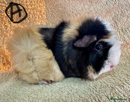 Guinea Pig rodents Various Gorgeous Guinea Pigs Available - Advert 3