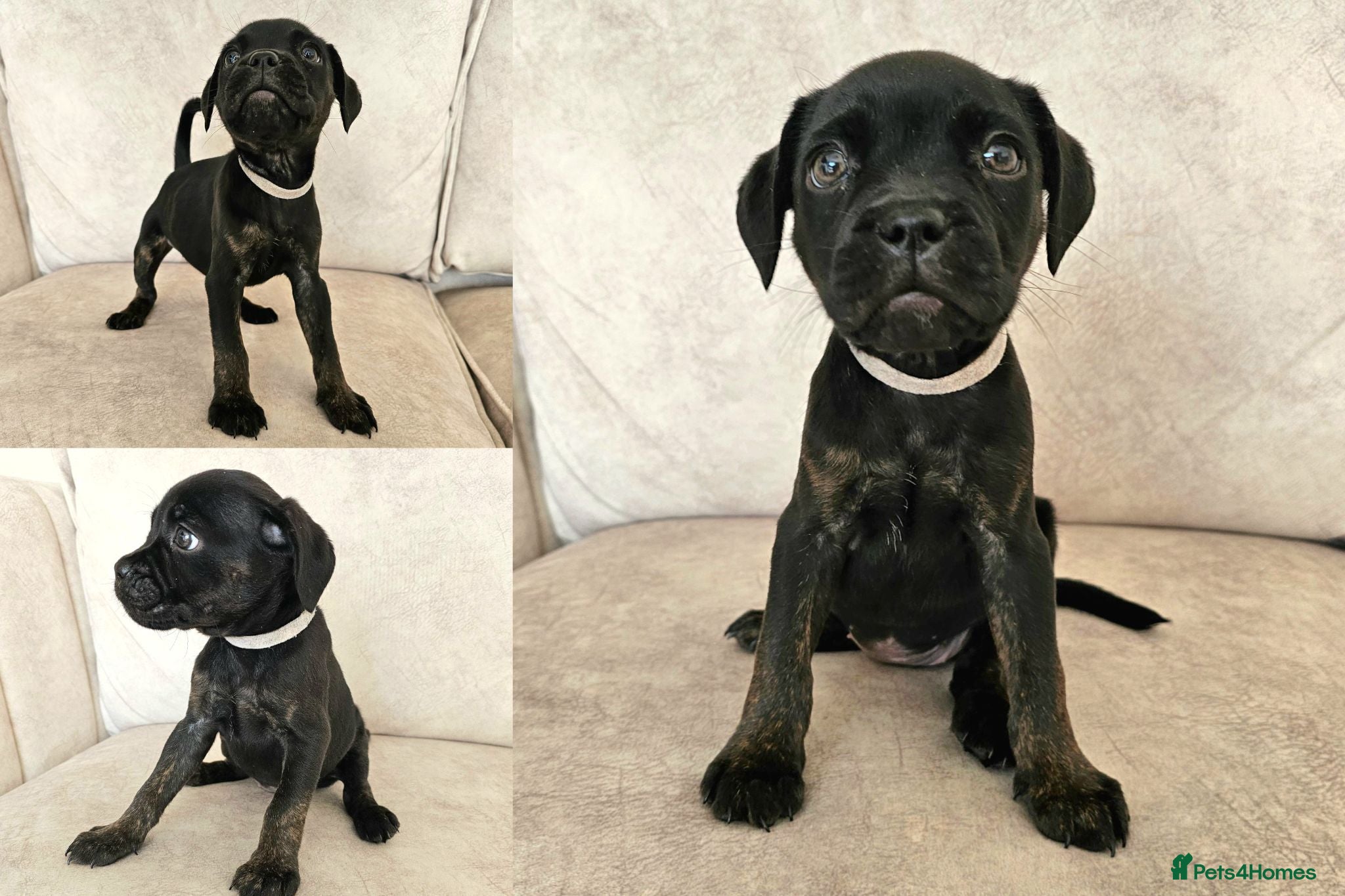 Mixed Breed dogs LAST GIRL  - Staffy X Frenchie Female 🐾 - Advert 8