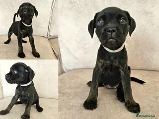 Mixed Breed dogs LAST GIRL - Staffy X Frenchie Female 🐾 - Advert 8