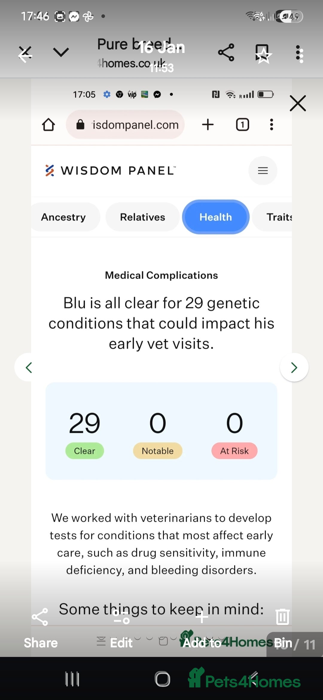 Border Collie dogs for sale: One blue merle boy left! - Advert 8