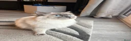 Ragdoll cats for sale: Beautiful Female Ragdoll For Sale - Advert 8