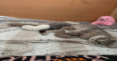 British Shorthair cats - Advert 1