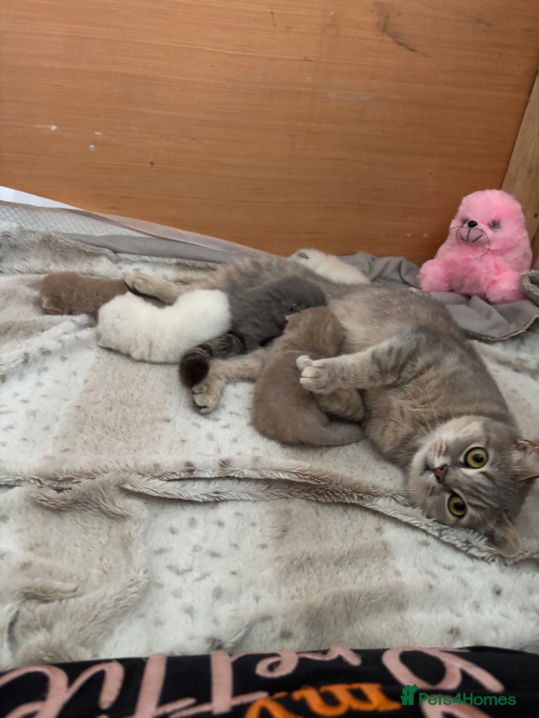 British Shorthair cats for sale: Beautiful British short hairs  - Image 2