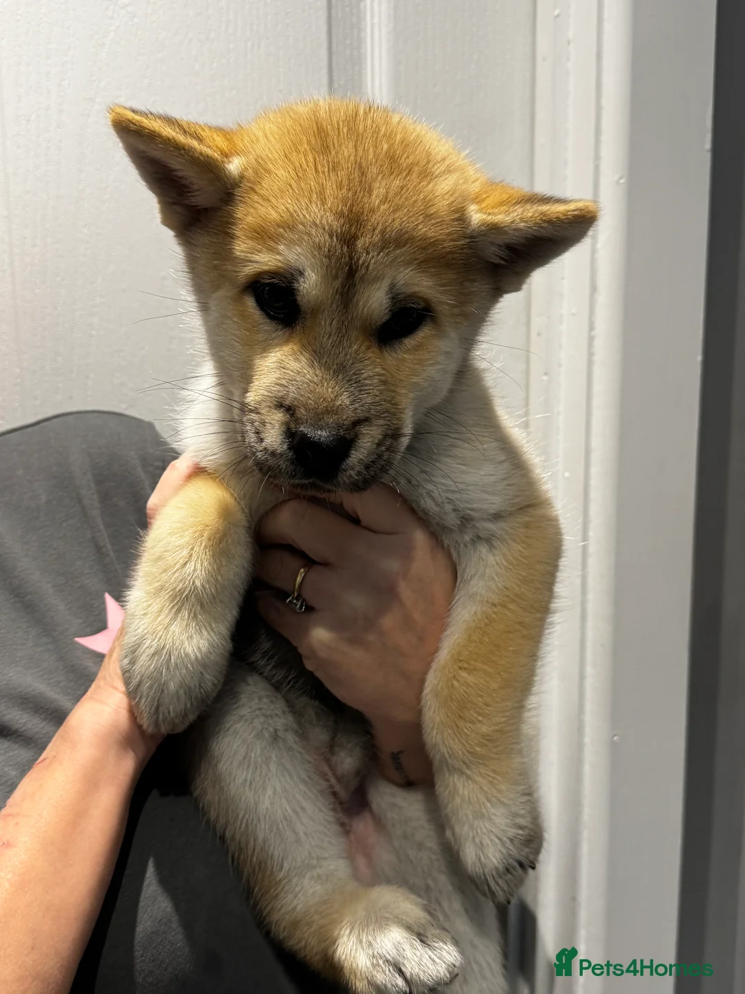 Mixed Breed dogs for sale: Chowski puppies for sale  - Advert 14