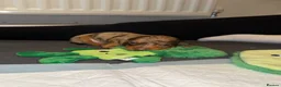 Miniature Dachshund dogs for sale: Miniature Dachshund puppies in Derby - Advert 27