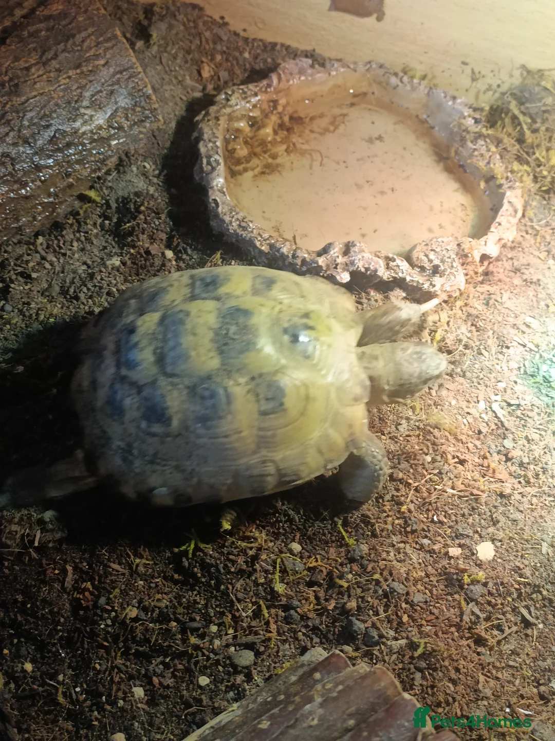 Tortoise reptiles for sale: Horsefield tortoise  in Barnsley - Advert 9