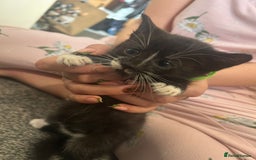 Mixed Breed cats for sale: Beautiful loving kittens - Image 11