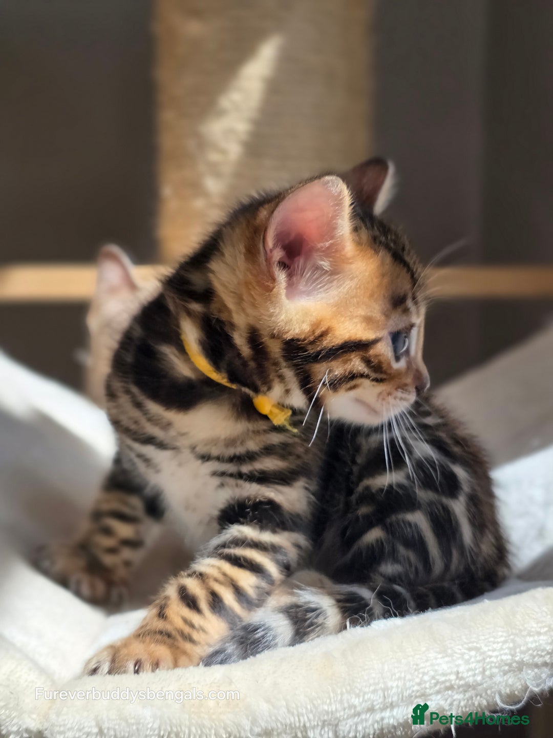 Bengal cats for sale: Gorgeous Pedigree Bengal Kittens  - Image 21