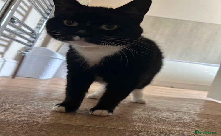 Mixed Breed cats - Advert 13