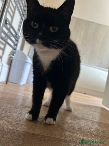 Mixed Breed cats - Advert 13